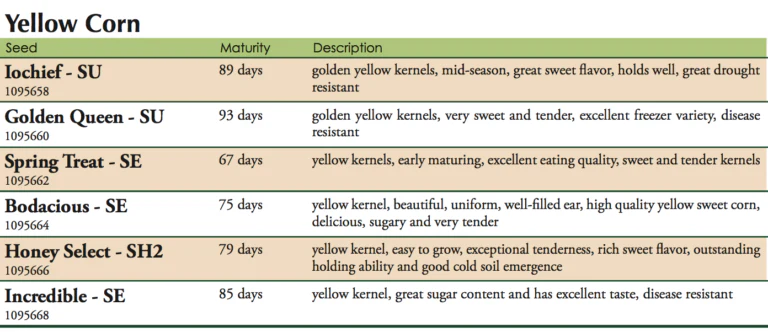 Serendipity Bicolor Sweet Corn Vegetable Seed - Image 2