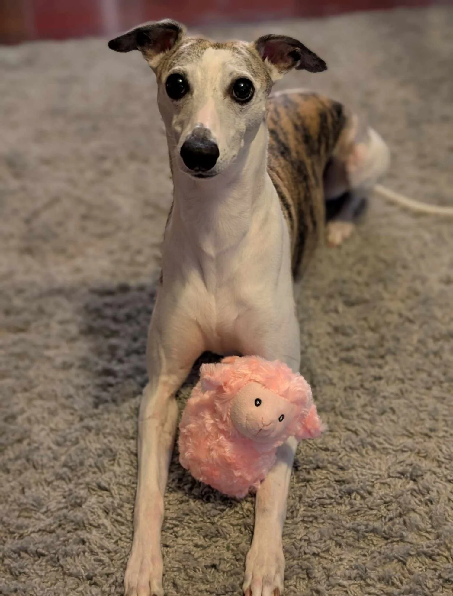 Snuggle Lamb Plush Dog Toy - Image 2