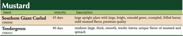 Southern Giant Curled Mustard Vegetable Seed - Image 2