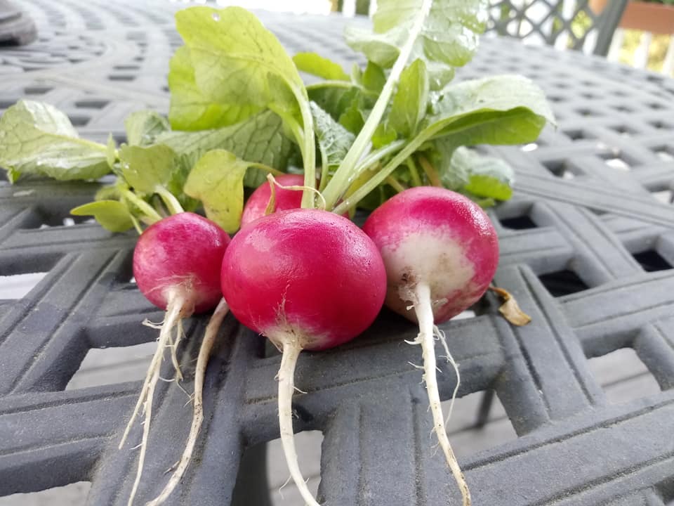 Sparkler Radish Vegetable Seed - Image 2