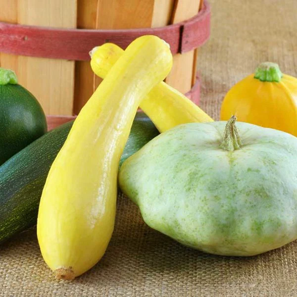 Spineless Beauty Hybrid Zucchini Vegetable Seed