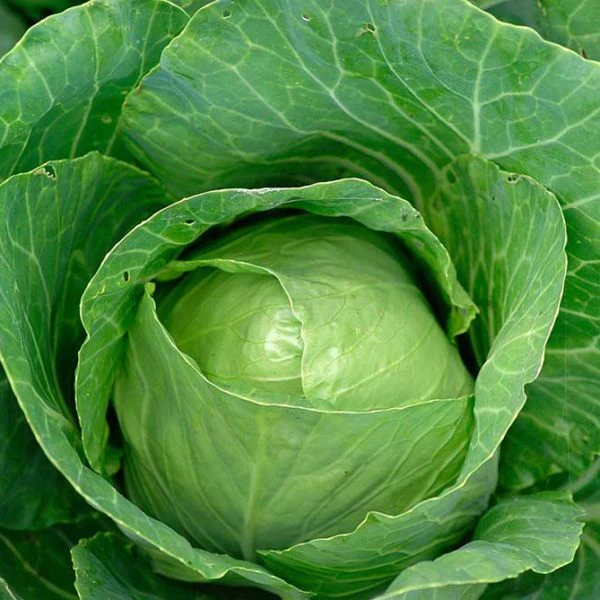 Stonehead Hybrid Cabbage Vegetable Seed