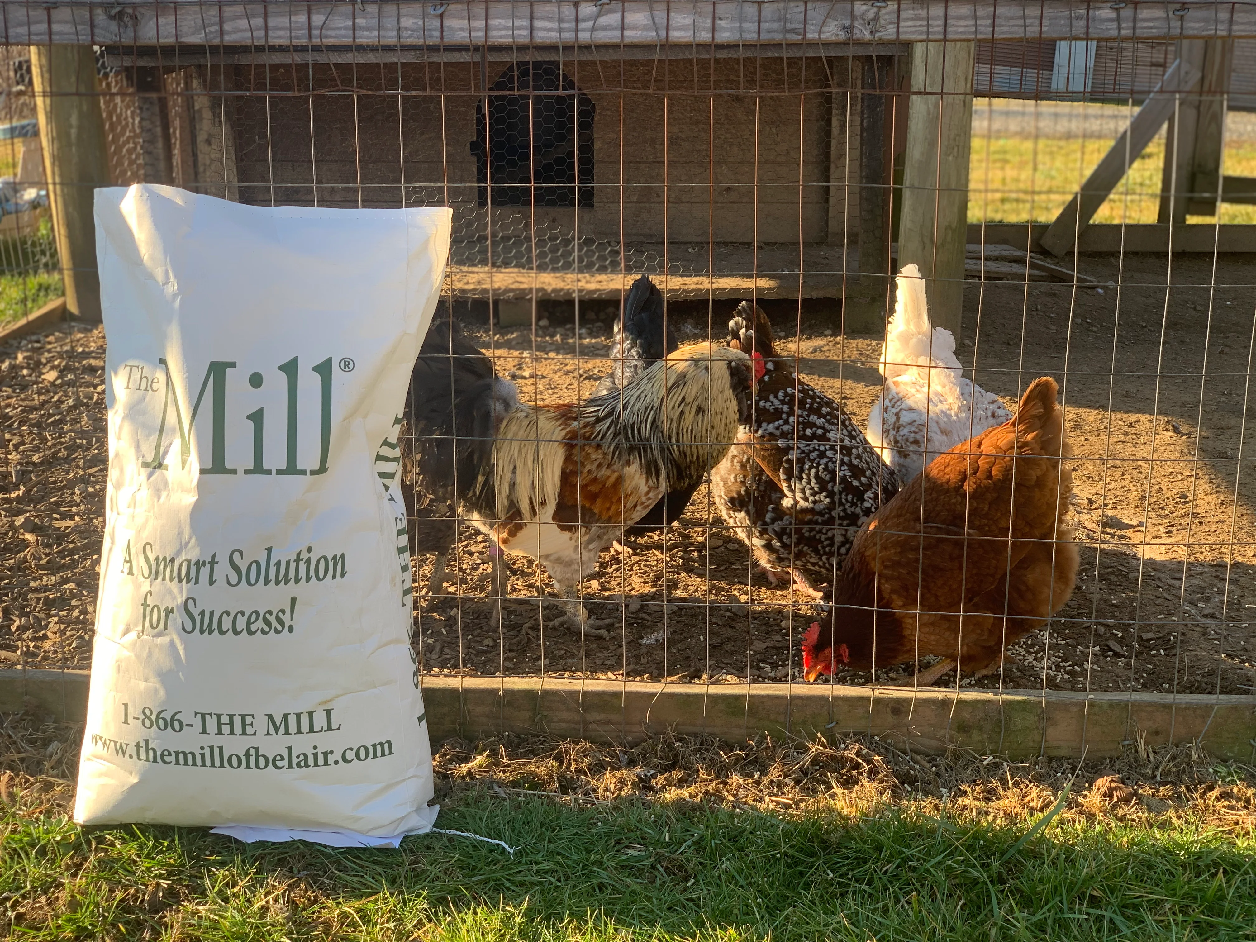 The Mill Layer Pellet Chicken Feed, 50 lb - Image 5