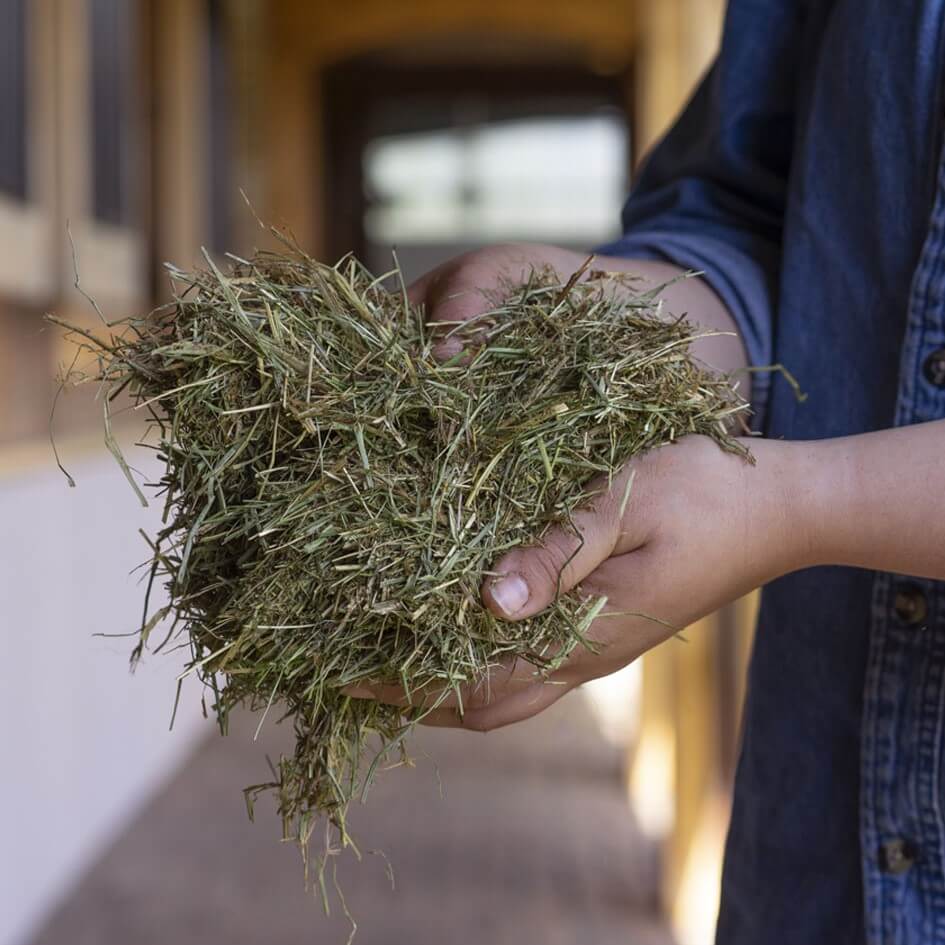 Triple Crown Safe Starch Fortified Forage Horse Forage - Image 2
