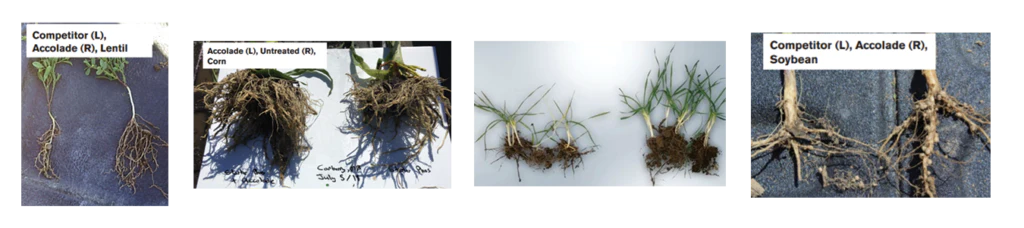 Verdesian Accolade Agronomy Biological - Image 3