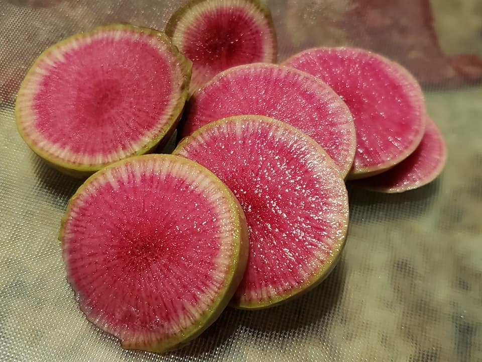 Watermelon Radish Vegetable Seed - Image 2