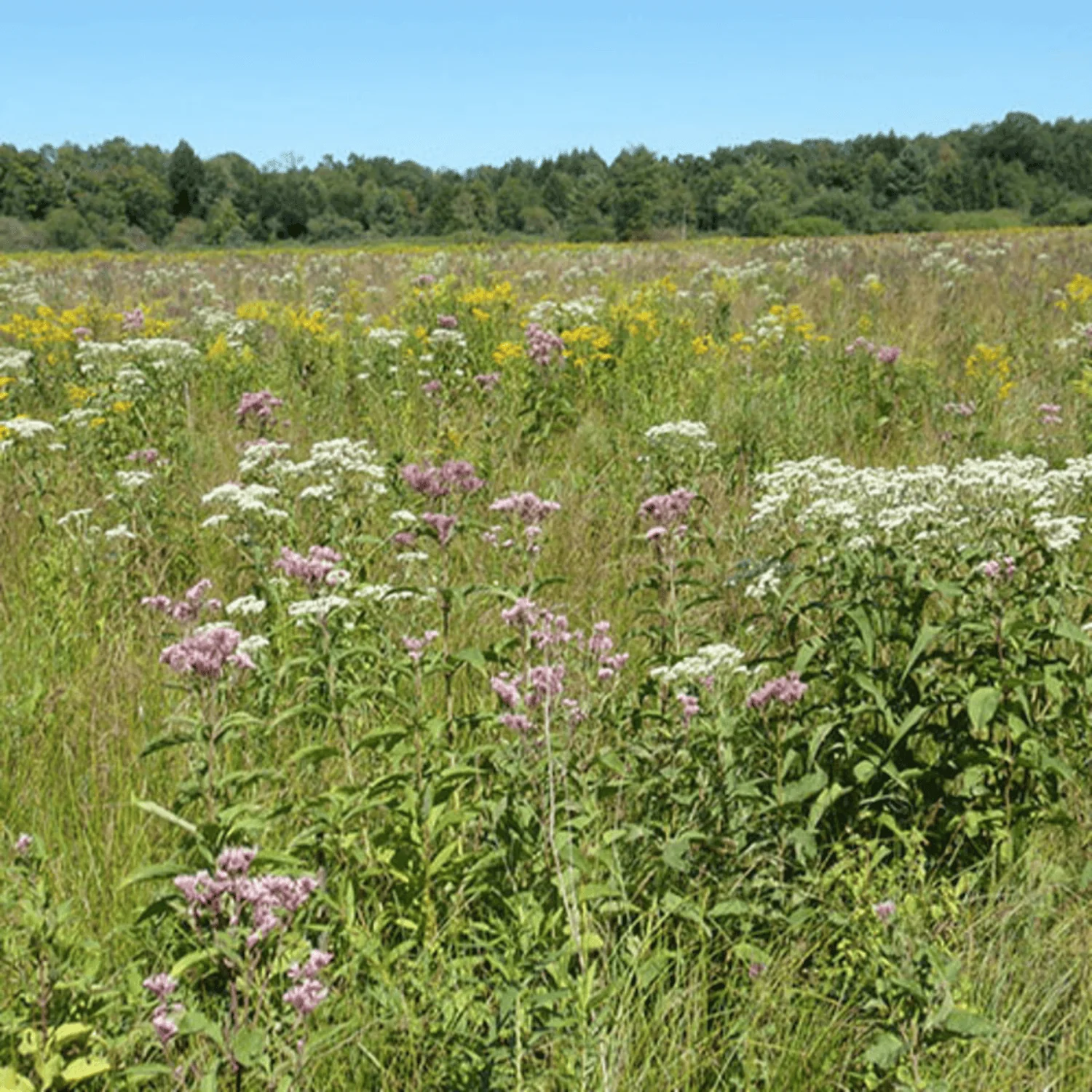 Wet Meadow Seed Mixture