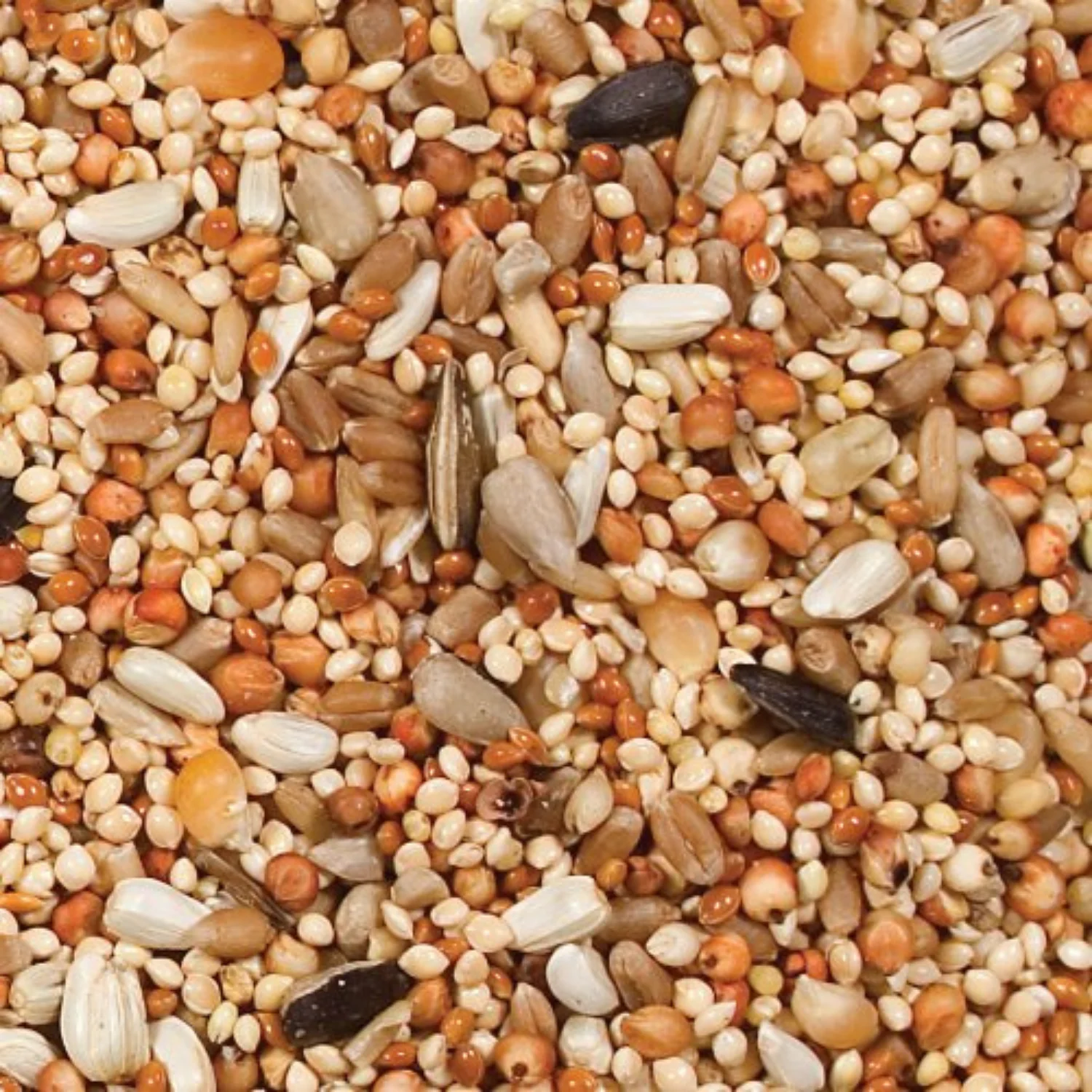 Wild Delight® Dove & Quail Food – 10 lb. - Image 2