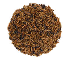 Wild Delight Bugs For Birds - 16 oz. Pouch - Image 2