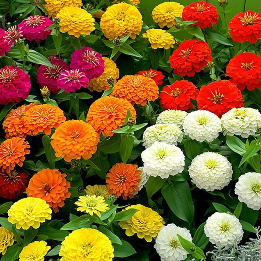 California Giant Zinnia Flower Seed